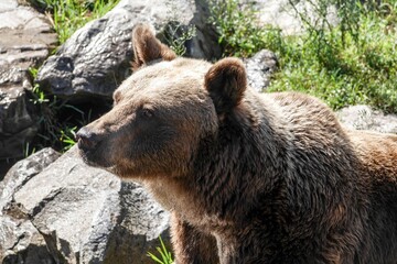 Closeup shot of a brown bear standing near rocks in sunlight.