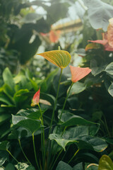 Red Anthurium flower in garden at winter or spring day. Beautiful Anthurium flower for postcard beauty and agriculture design. 