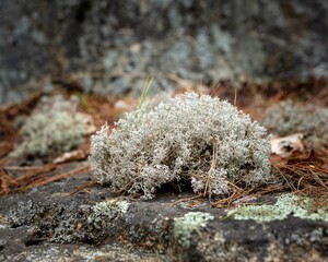 Closeup of a variety of lichens on rocks in a forested landscape