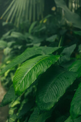 The background image that is green, the colors of the autumn leaves are perfect, suitable for seasonal use. High quality photo