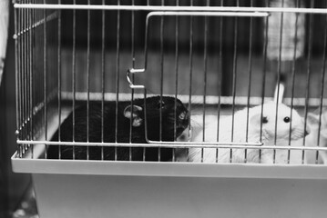 Cute rats in cage