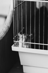 Cute rats in cage