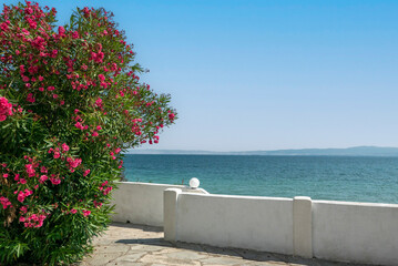 Fototapeta na wymiar scenic summer view of sunny oleander with sea background
