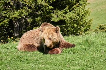 Brown bear in its natural habitat, a bear sanctuary in Arosa, Switzerland