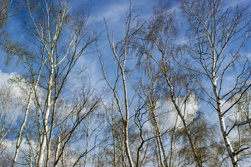 Fototapeta na wymiar The birch trees, trees in front of spring sky and clouds.