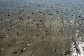 Shells on a seashore in New Zealand.