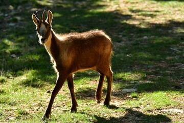 Roe deer in the wilderness, among trees in a wild landscape in the Catalonia region of Spain
