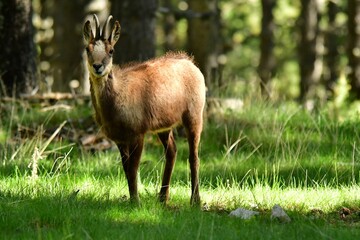 Roe deer in the wilderness, among trees in a wild landscape in the Catalonia region of Spain