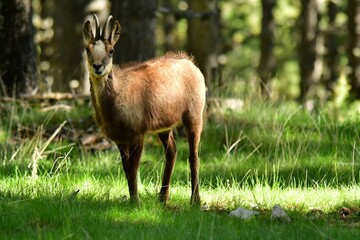 Naklejka na ściany i meble Roe deer in the wilderness, among trees in a wild landscape in the Catalonia region of Spain