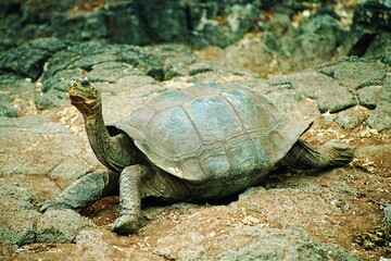 Green tortoise on the beach