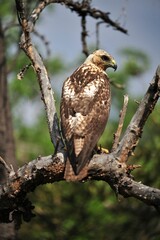 photography of an eagle on tree