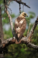  photography of an eagle on tree © Etrafoto/Wirestock Creators