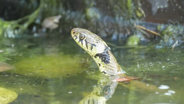 close-up of a grass snake (Natrix helvetica, ringed snake or water snake) swimming in a pond, tongue flicking, tasting the air