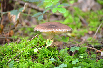 A brown mushroom at the edge of the forest