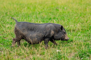 Small hog pigs in a farm on green grass in summer