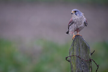 Male Kestrel bird of prey perched on a fence post