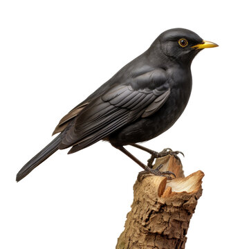 Blackbird perched on a limb.