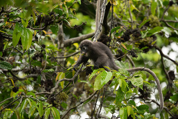 Dusky Langur, Spectacled Langur monkey are feeding food on tree in rain forest Thailand