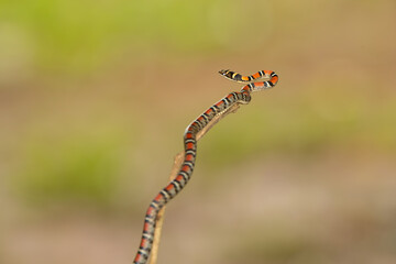 Twin-barred tree snake in national park Thailand