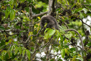 Dusky Langur, Spectacled Langur monkey are feeding food on tree in rain forest Thailand