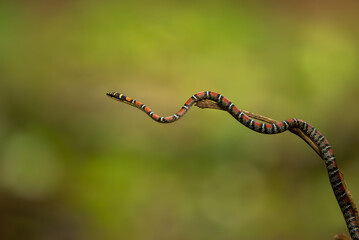 Twin-barred tree snake in national park Thailand