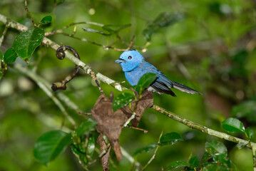 Black-naped Monarch in the rain forest in Thailand