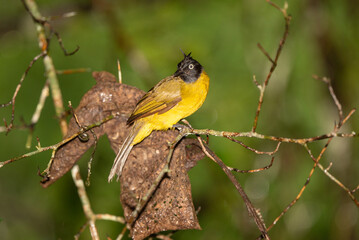 Black Crested Bulbul stand in the rain forest
