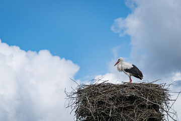 Storch im Nest