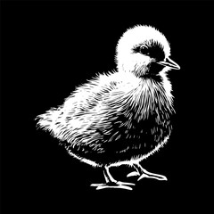 Chick Sketch Illustration 