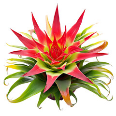 Bromeliad with green and red colors, isolated on transparent backround.