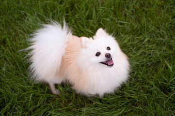 Charming Pomeranian breed dog strolling through summer meadow on sunny day. Pomeranian standing in middle of grassy field, loyal, playful and smart. Concept of favorite pets