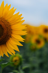 Sunflower cultivation at sunrise in the mountains of Alicante, Spain.