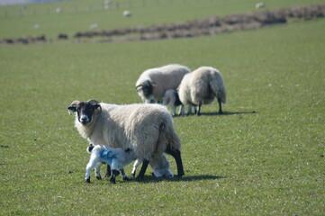 Obraz premium Baby lamb drinking mother's milk in a field in Scotland, UK