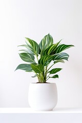 plant in a pot with green leaves