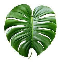 Leafs of the tropical plant, philodendron erubescens.