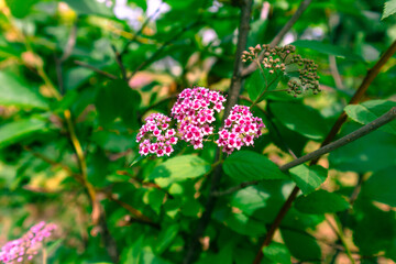Japanese spirea plants. Beautiful pink spirea