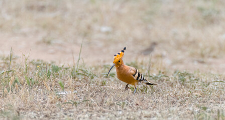 A hoopoe, Upupidae, in search of food in the park. © AdobeTim82