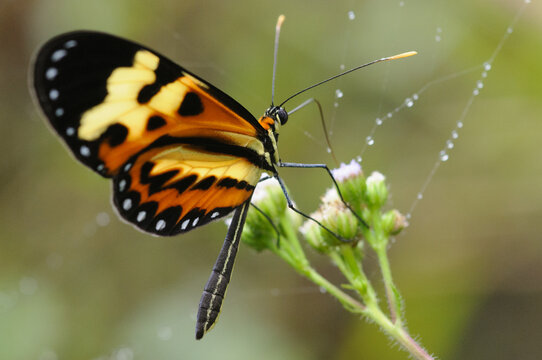 Borboleta