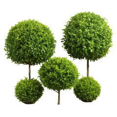 Three Siamese rough bushes, dwarf trees, and ornamental shrubs for garden decoration.