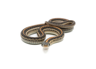 Plains Garter Snake Isolated on White