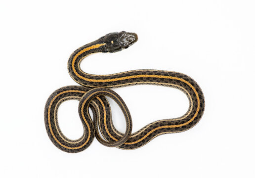 Plains Garter Snake Isolated on White