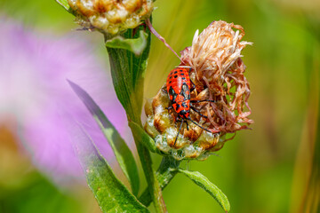 Macro photograph of a specimen of Spilostethus saxatilis, a bugs belonging to the family Lygaeidae,...