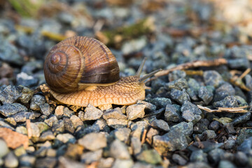 Snail in natural habitat, closeup of Helix pomatia.