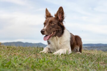Brown and white Border Collie in a lush green field on a sunny day