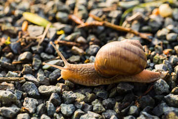 Snail in natural habitat, closeup of Helix pomatia.