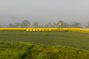 A hunting ambush next to a bee apiary with a blooming rapeseed field in the background.