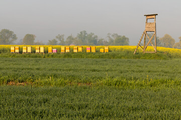 A hunting ambush next to a bee apiary with a blooming rapeseed field in the background.