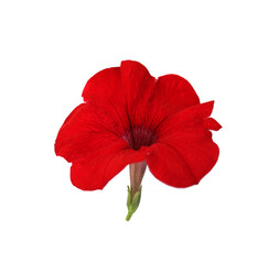 Red petunia flower