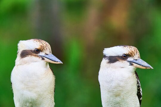 Kookaburras perched on a tree branch in their natural habitat on blurred background