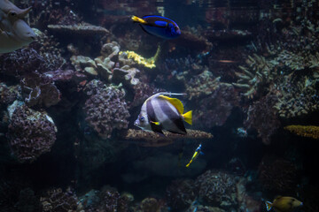 Naklejka na ściany i meble Amazing underwater world, White-finned kabubu swims among other fish, against the backdrop of corals.